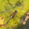 360164 – Photo : Franck Pion – France (78)